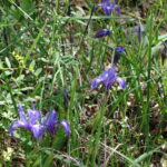 Iris macrosiphon - long tube iris