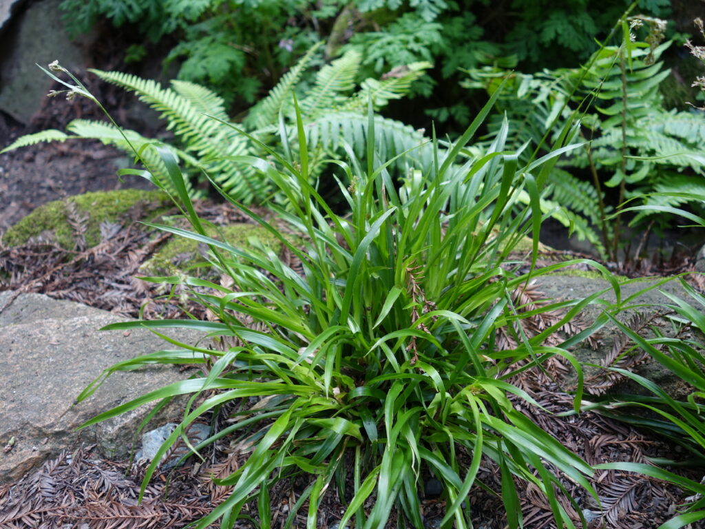 Luzula parviflora - small-flowered woodrush