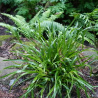 Luzula parviflora