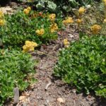 Eriogonum umbellatum var. aureum 'Kannah Creek' - golden sulphur flower buckwheat