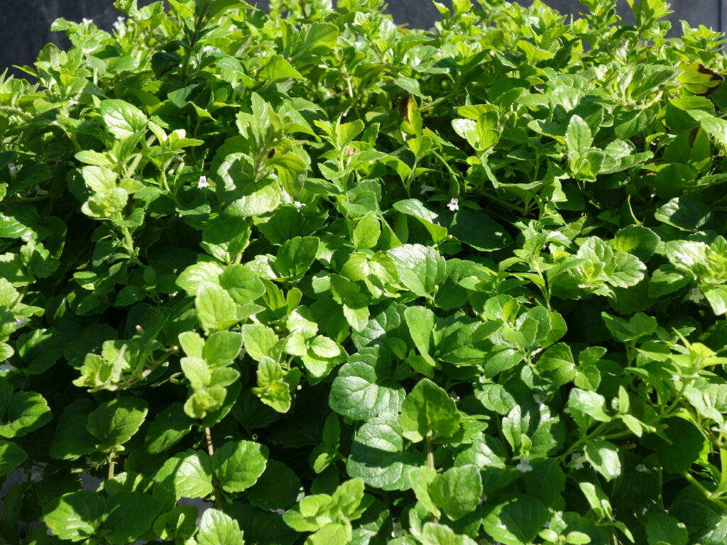 Clinopodium (Satureja) douglasii - yerba buena