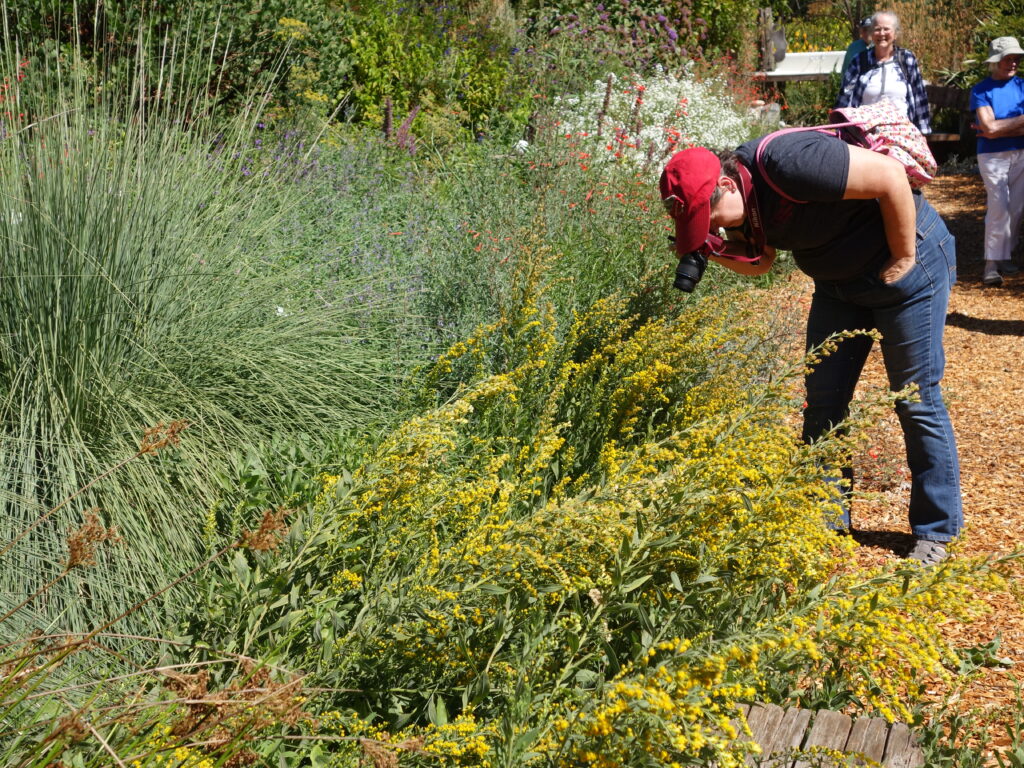 Solidago velutina ssp. californica - California goldenrod
