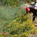 Solidago velutina ssp. californica - California goldenrod