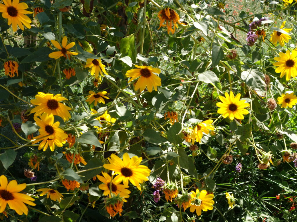 Helianthus annuus - common sunflower