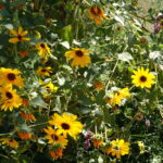 Helianthus annuus - common sunflower