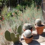 Epilobium canum 'Catalina' - California fuchsia