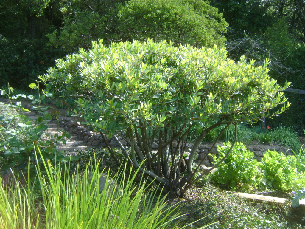 Heteromeles arbutifolia - toyon