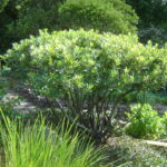 Heteromeles arbutifolia - toyon