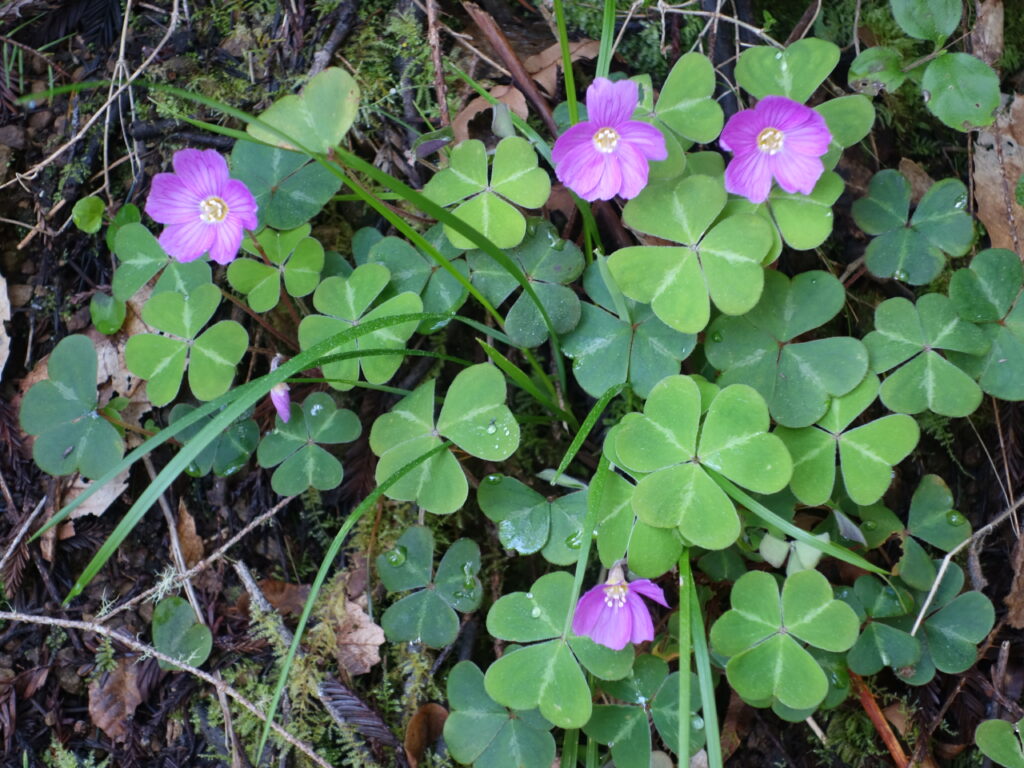 Oxalis oregana - redwood sorrel