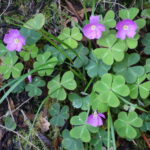 Oxalis oregana - redwood sorrel
