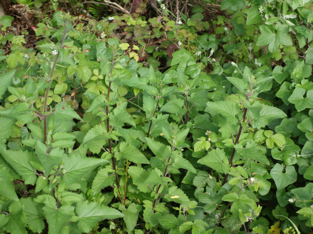 Scrophularia californica - beeplant or figwort