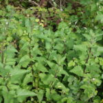 Scrophularia californica - beeplant or figwort