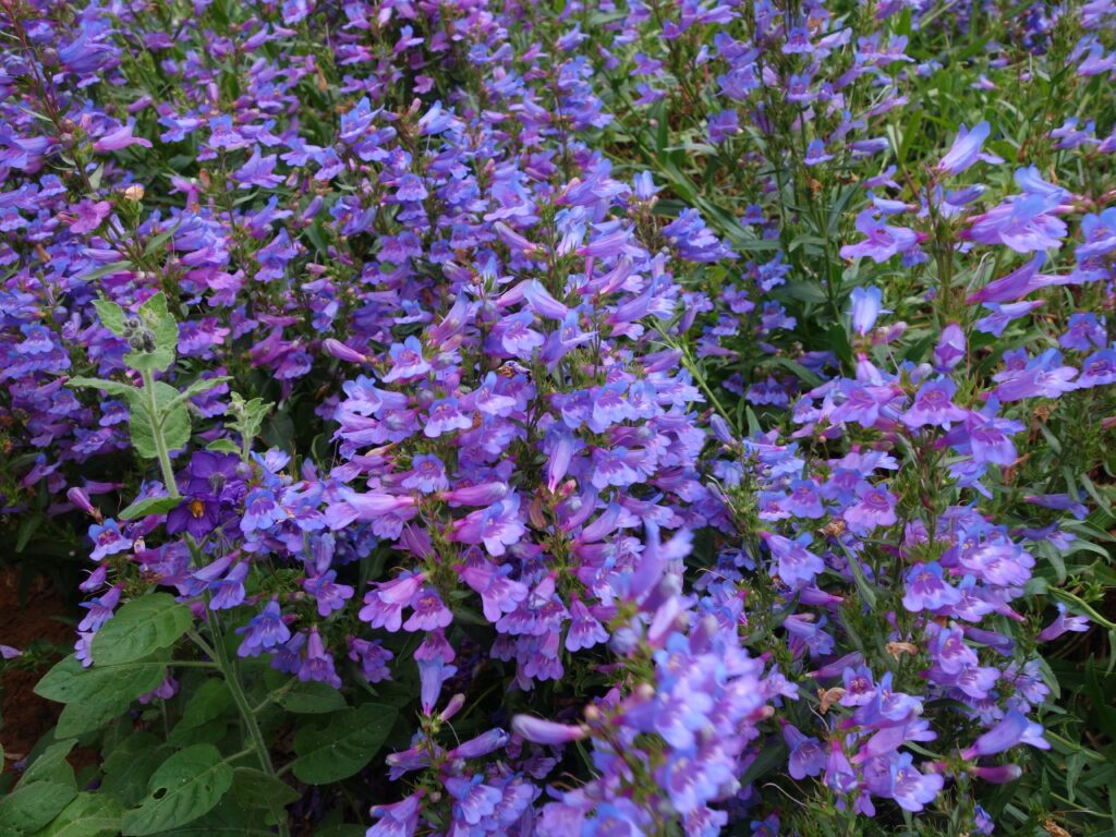 Penstemon 'Catherine de la Mare' - penstemon