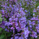 Penstemon 'Catherine de la Mare' - penstemon