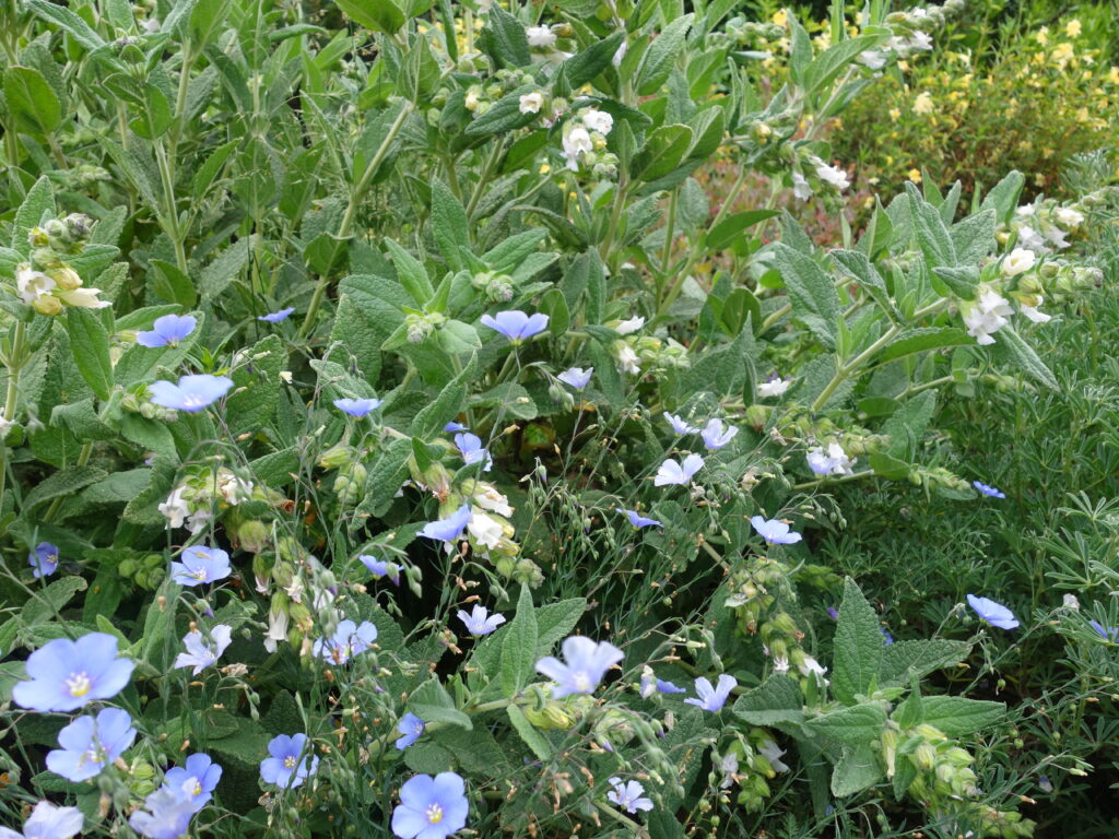 Linum lewisii - Western blue flax