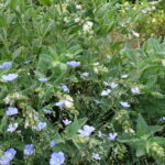 Linum lewisii - Western blue flax
