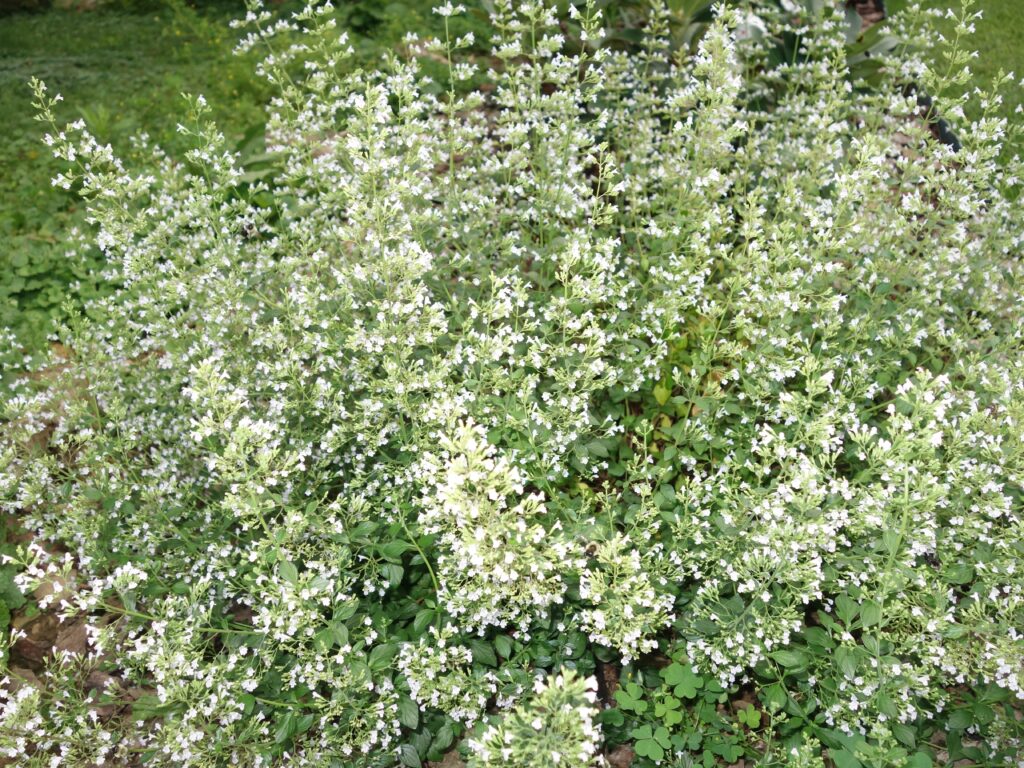 Calamintha nepetoides - calamint