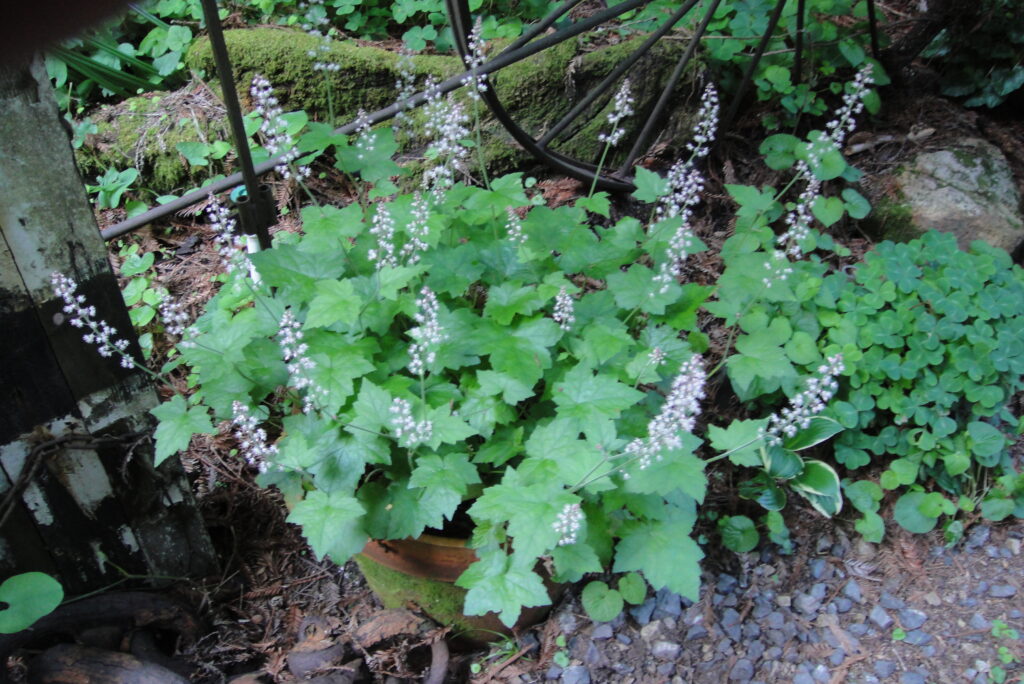 Tiarella trifoliata v. unifoliata - sugarscoop, foamflower