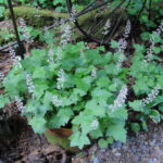 Tiarella trifoliata v. unifoliata - sugarscoop, foamflower