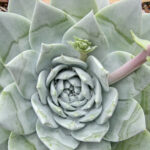 Dudleya brittonii - giant chalk Dudleya