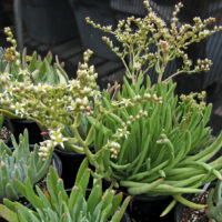 Dudleya edulis