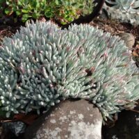 Dudleya ‘Frank Reinelt’