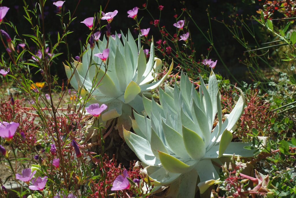 Dudleya brittonii - giant chalk Dudleya