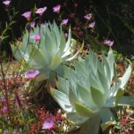 Dudleya brittonii - giant chalk Dudleya