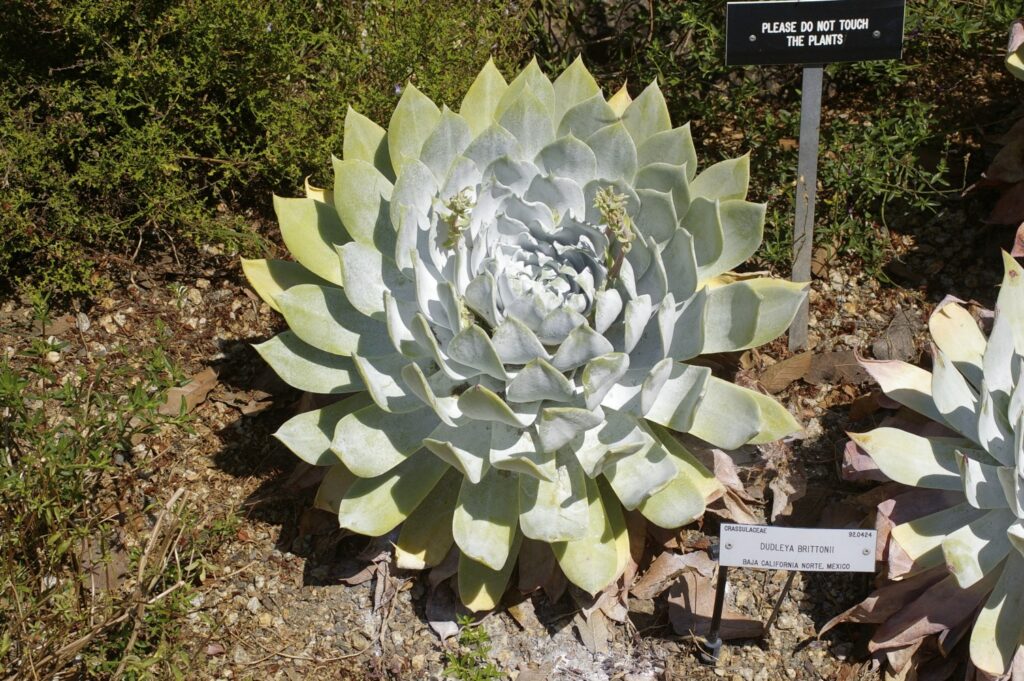 Dudleya brittonii - giant chalk Dudleya