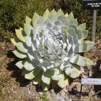 Dudleya brittonii