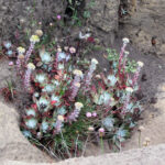 Dudleya farinosa - bluff lettuce