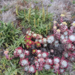 Dudleya farinosa - bluff lettuce