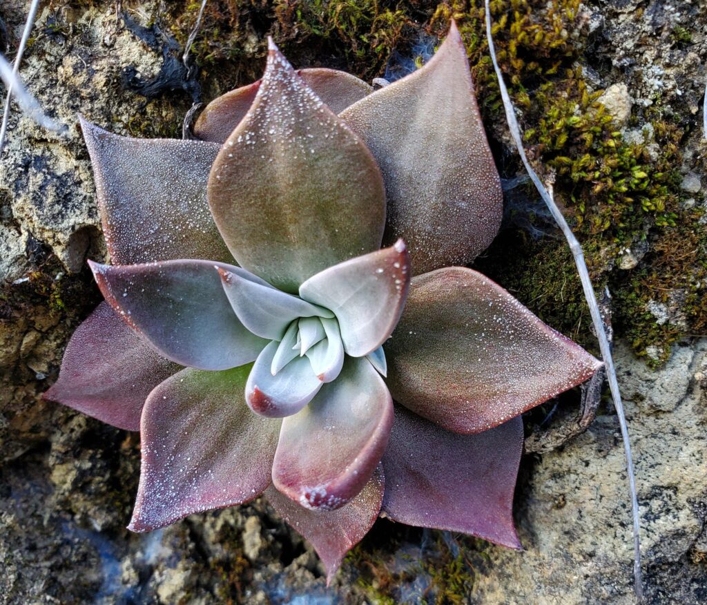 Dudleya cymosa - canyon liveforever