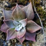 Dudleya cymosa - canyon liveforever