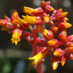 Dudleya cymosa - canyon liveforever