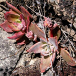 Dudleya cymosa - canyon liveforever