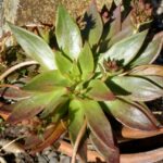 Dudleya cymosa - canyon liveforever