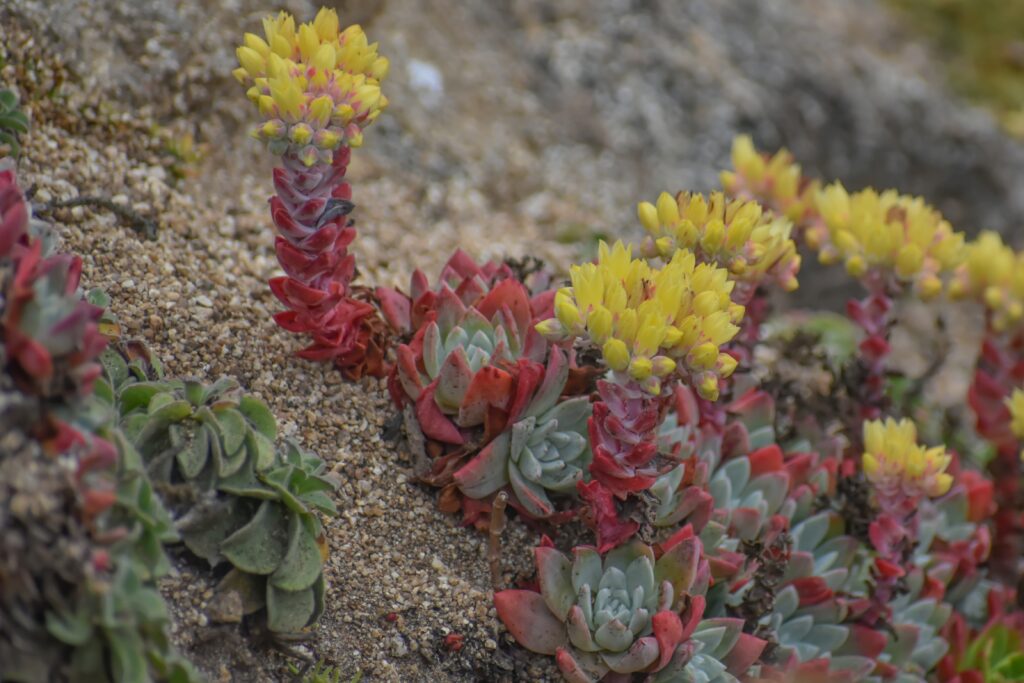 Dudleya farinosa - bluff lettuce