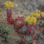 Dudleya farinosa - bluff lettuce