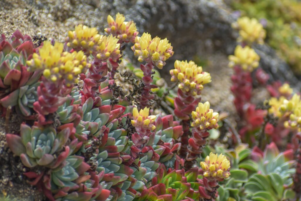 Dudleya farinosa - bluff lettuce
