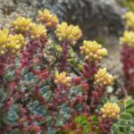 Dudleya farinosa - bluff lettuce