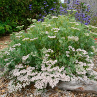 Eriogonum arborescens