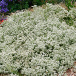 Eriogonum fasciculatum 'Warriner Lytle' - California buckwheat