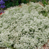Eriogonum fasciculatum ‘Warriner Lytle’