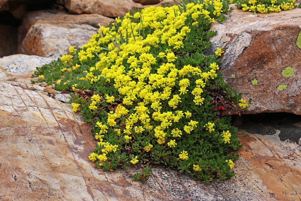 Eriogonum umbellatum var. porteri - Porter's sulphur buckwheat