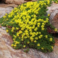 Eriogonum umbellatum var. porteri