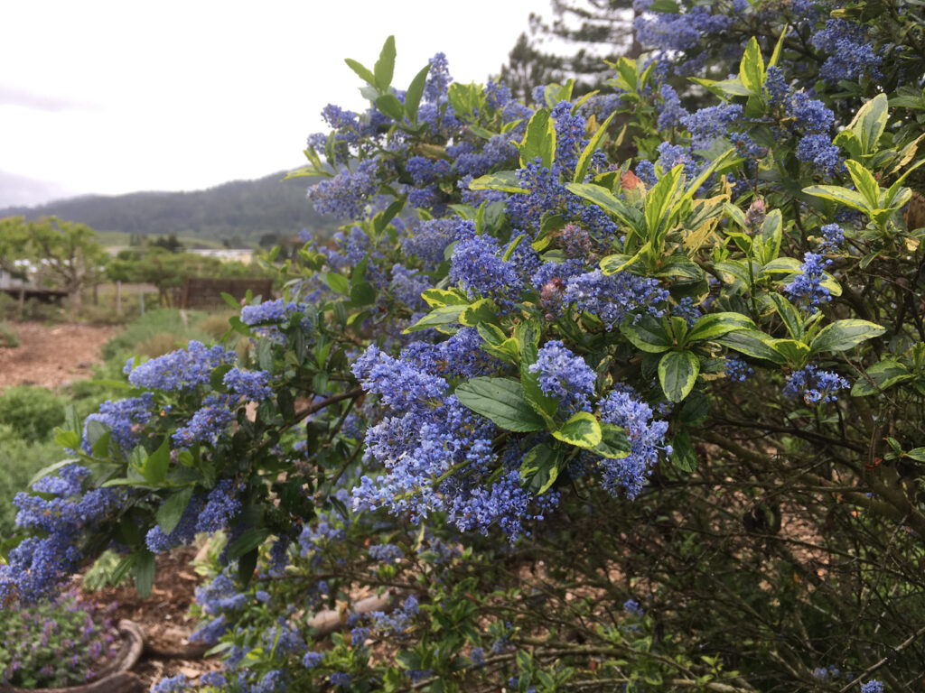 Ceanothus thyrsiflorus 'El Dorado' - variegated blue blossom