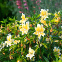 Diplacus (Mimulus) ‘Eleanor’
