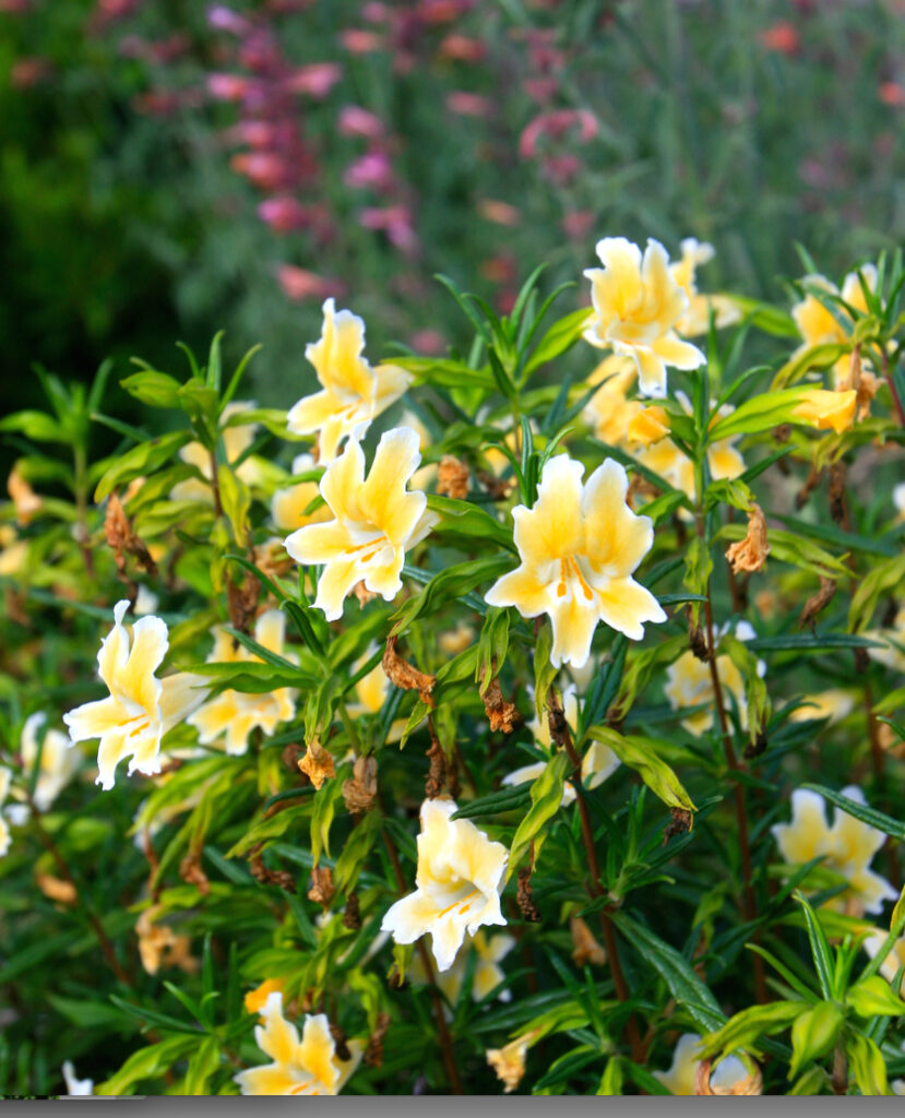 Diplacus (Mimulus) 'Eleanor' - monkeyflower