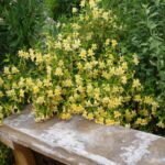 Diplacus (Mimulus) 'Eleanor' - monkeyflower
